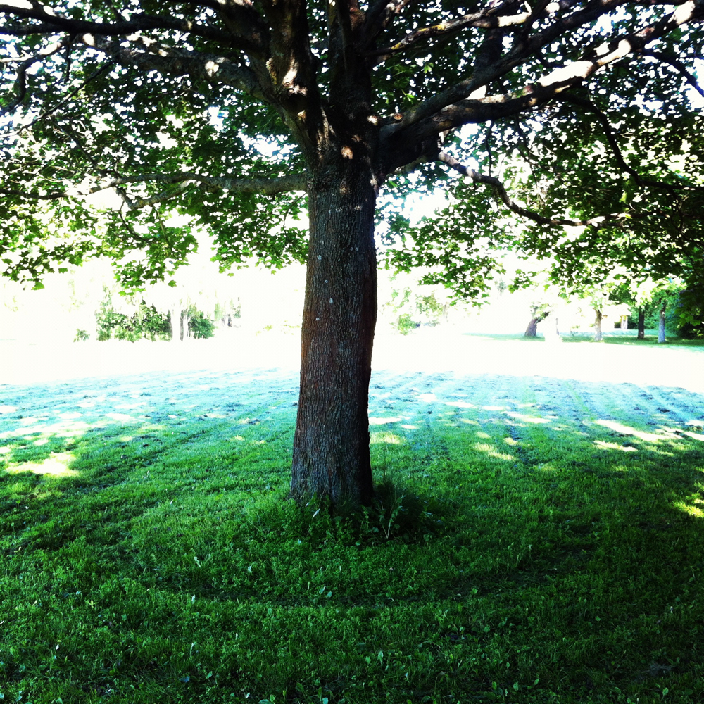 Brain Forest – Vårt individuella utbildningskoncept